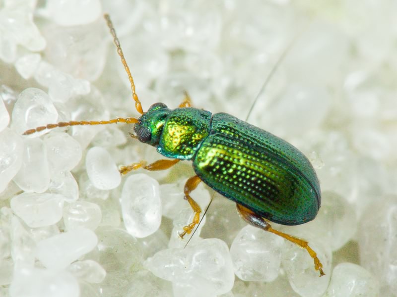 Crepidodera fulvicornis (Fabricius, 1792)